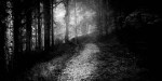 PATH IN THE WOODS