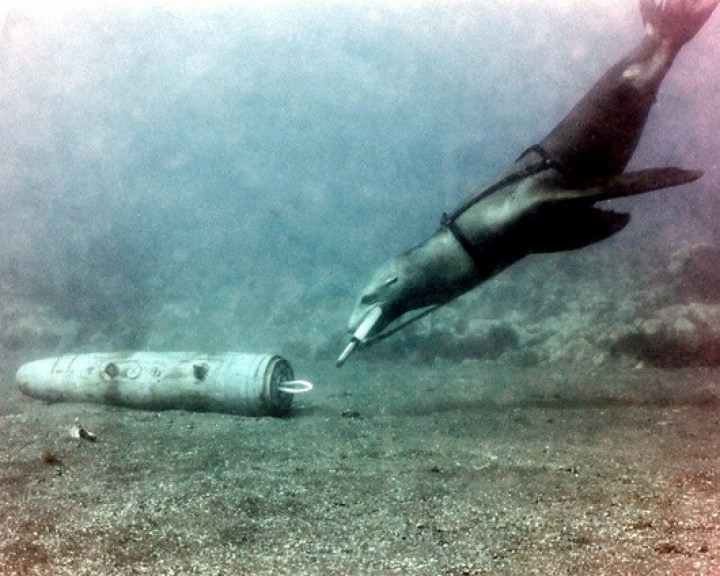 uchatka kalifornijska lew morski pomaga wojsku w zadaniach do wykonania pod wodą
